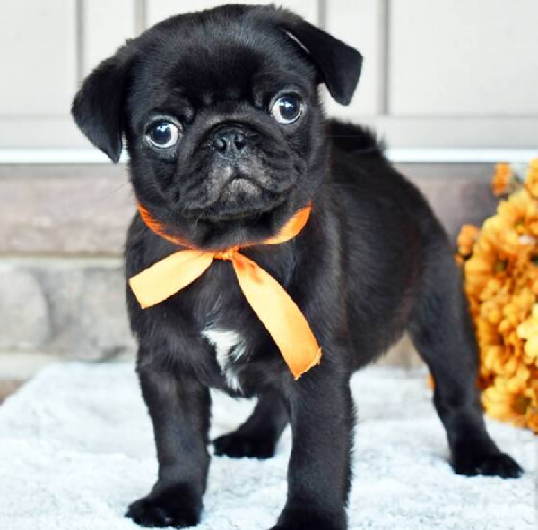 Cuccioli di Carlino maschio e femmina per gli amanti degli animali.